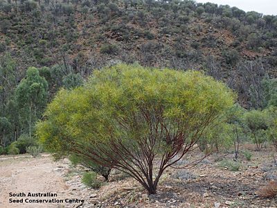 Acacia rivalis plant Arkaroola 2